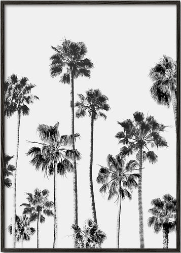 Black And White Palms 3