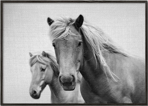Horses - Black & White