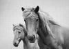 Horses - Black & White
