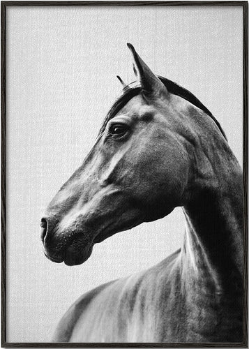 Horses - Black & White 2
