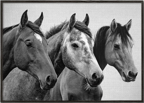 Horses - Black & White 3