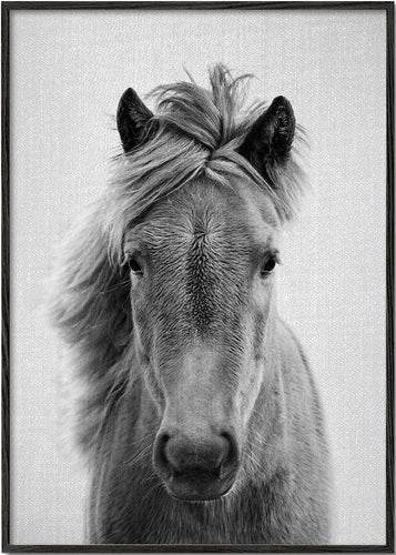 Horses - Black & White 5