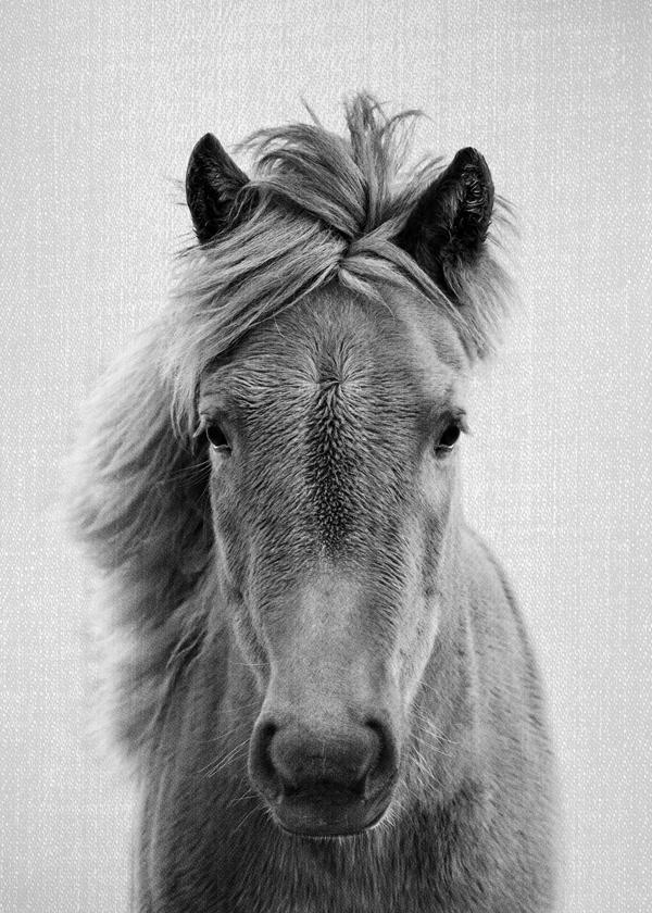Horses - Black & White 5