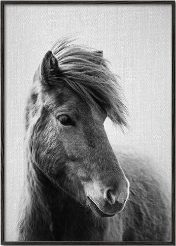 Horses - Black & White 6