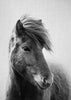 Horses - Black & White 6