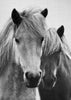 Horses - Black & White 7
