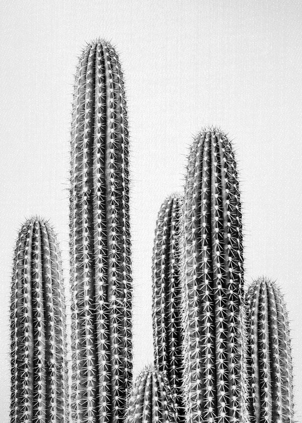 Cactus 2 - Black & White
