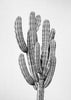 Cactus 3 - Black & White