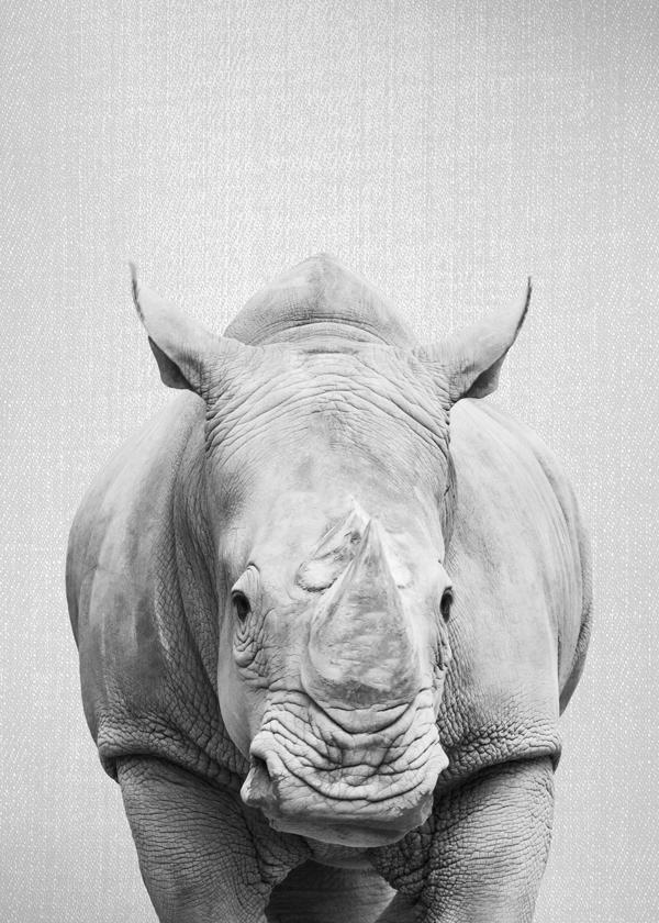 Rhino - Black & White