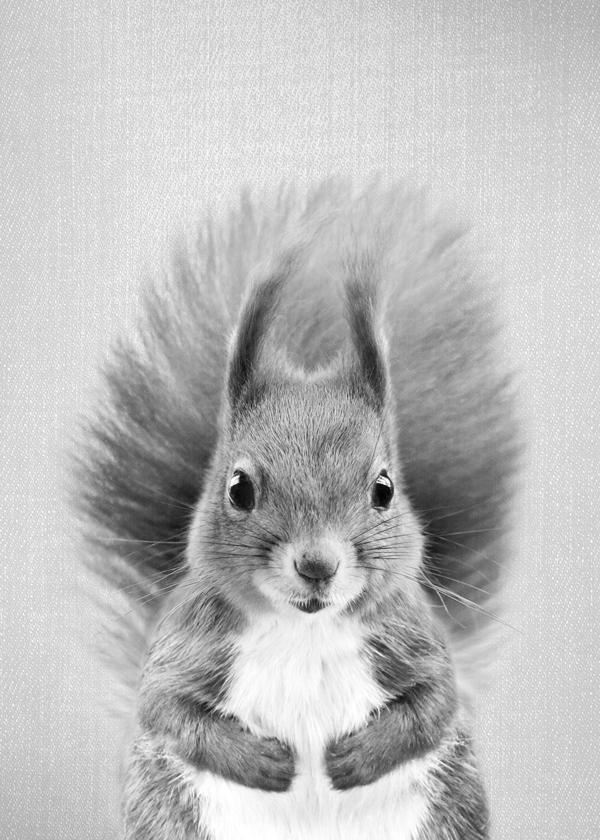 Squirrel - Black & White