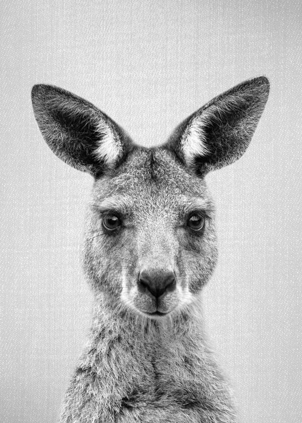 Kangaroo - Black & White