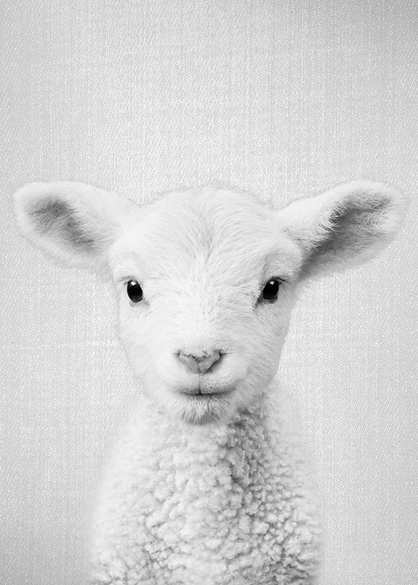 Lamb - Black & White