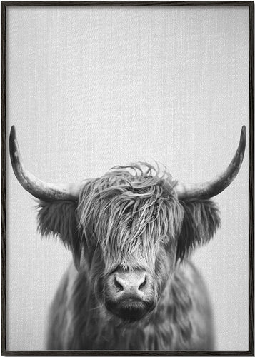 Highland Cow - Black & White