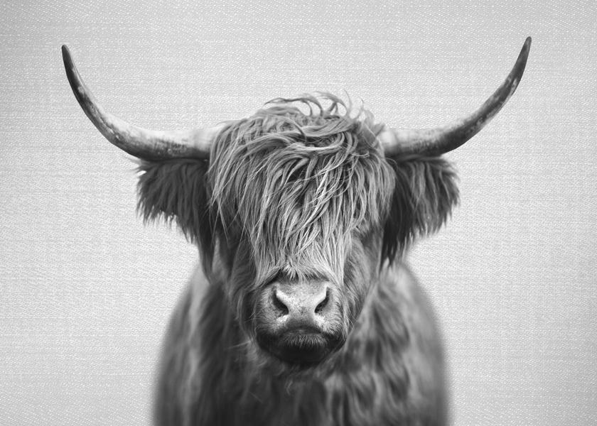 Highland Cow Horizontal - Black & White