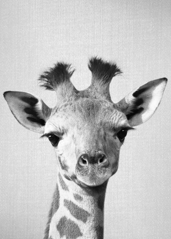 Baby Giraffe - Black & White