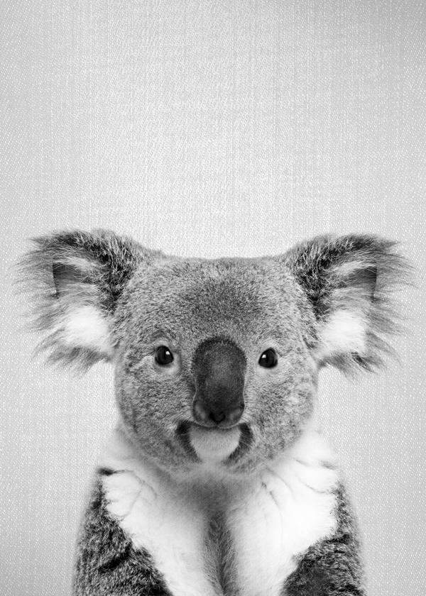 Koala - Black & White