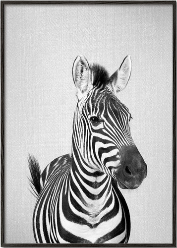 Zebra - Black & White