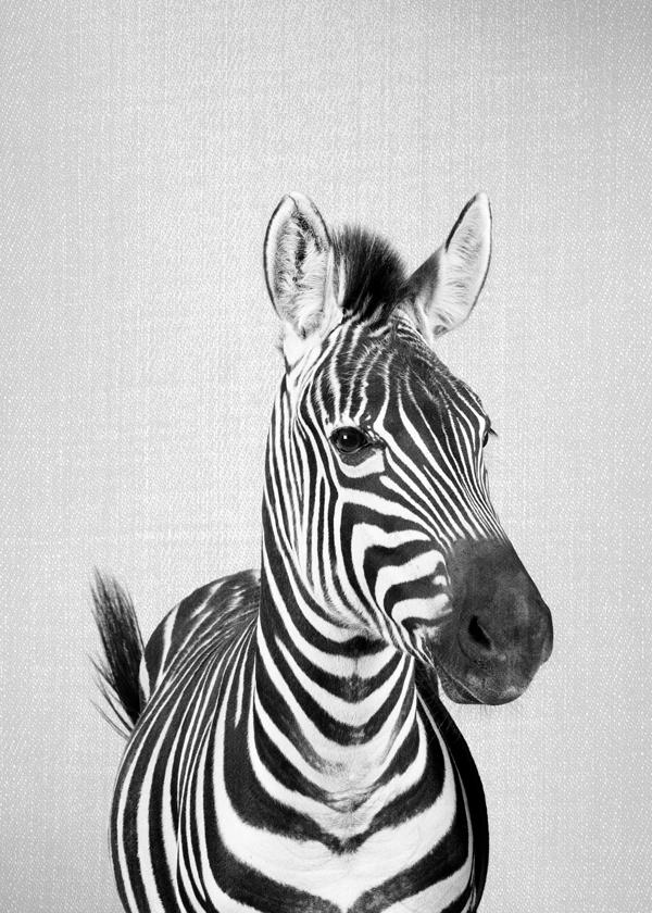 Zebra - Black & White