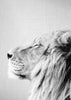 Lion Portrait - Black & White