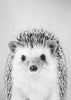 Hedgehog - Black & White
