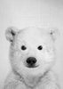 Baby Polar Bear - Black & White
