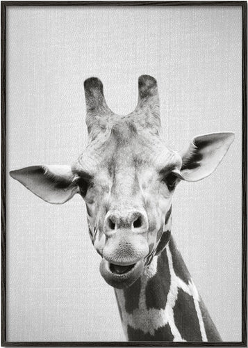 Giraffe - Black & White