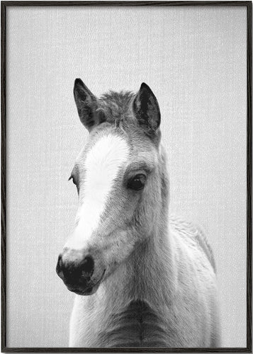 Baby Horse - Black & White