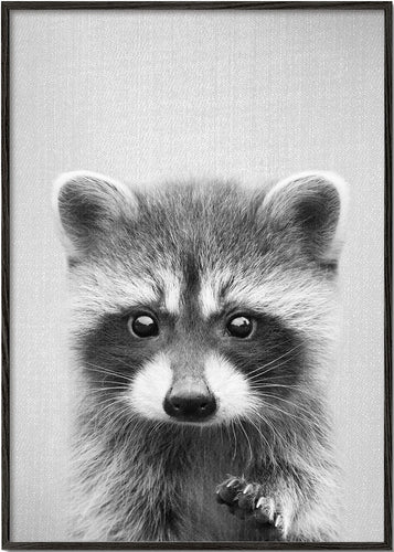 Raccoon - Black & White