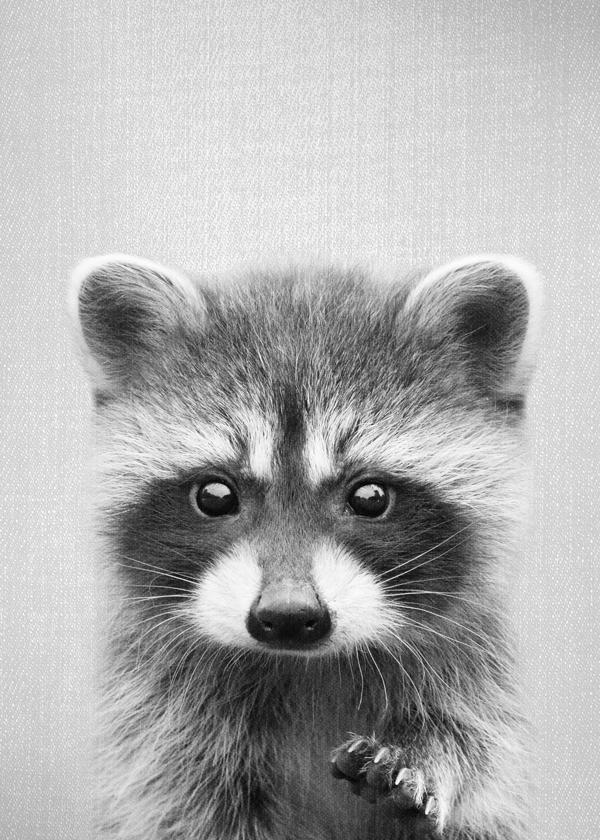 Raccoon - Black & White