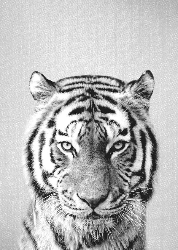 Tiger - Black & White