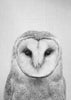 Owl - Black & White