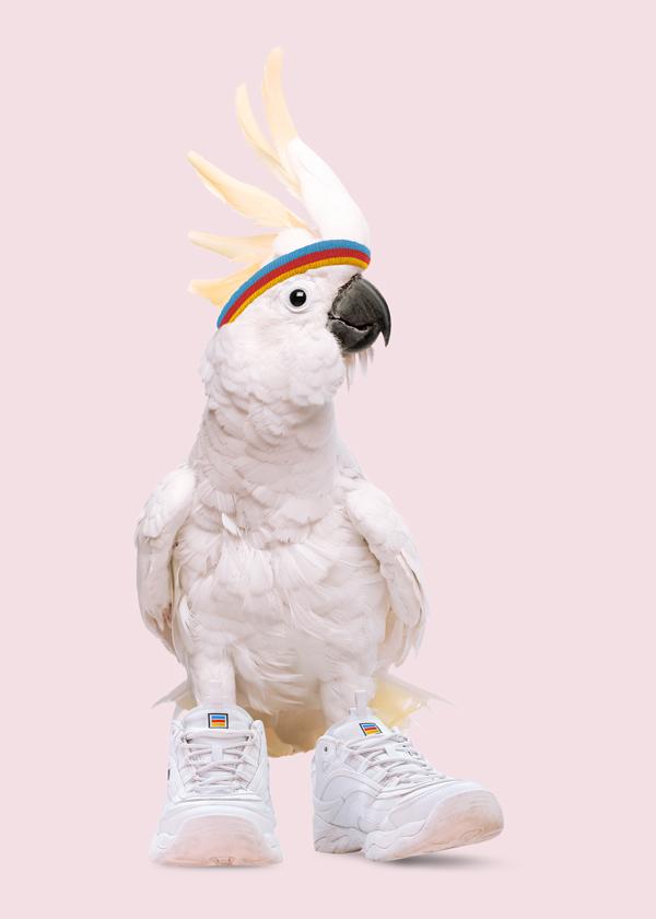 Sneaker Cockatoo