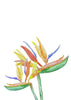 Strelitzia Blossoms