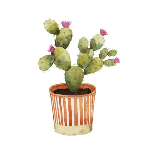 Blooming Potted Cactus III