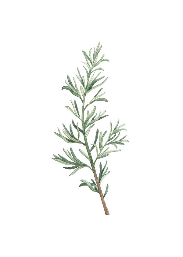 Rosemary Branch