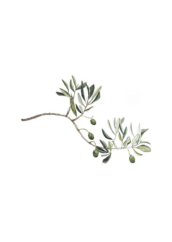 Green Olive Branch