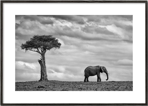 Elephant Landscape - Mario Moreno