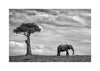 Elephant Landscape - Mario Moreno