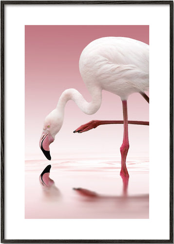 Flamingo - Doris Reindl
