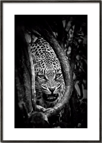 Leopards Lair - John Moulds