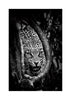 Leopards Lair - John Moulds