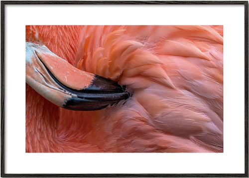 Flamingo Close Up - Xavier Ortega