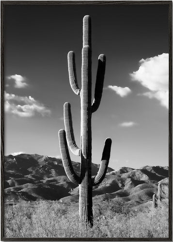 Black Arizona - Lonely Cactus