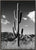 Black Arizona - Lonely Cactus