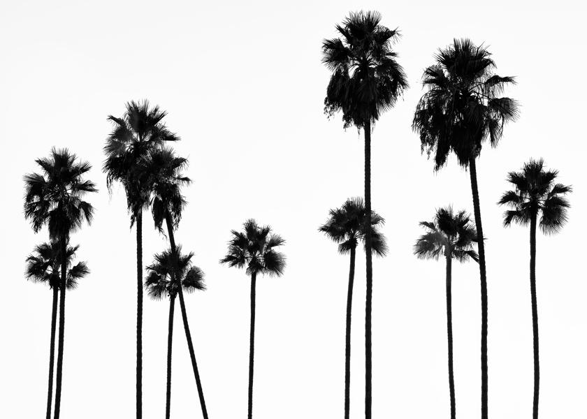 Black California - Palm Trees L.A