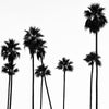 Black California - Palm Trees L.A II