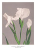 Ogawa Kazumasa White Irises
